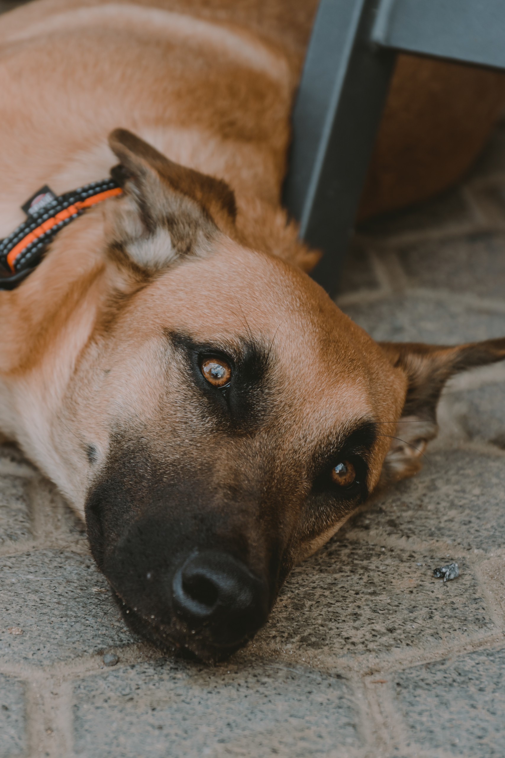 Tier | Fotografie | Shooting | Westerwald