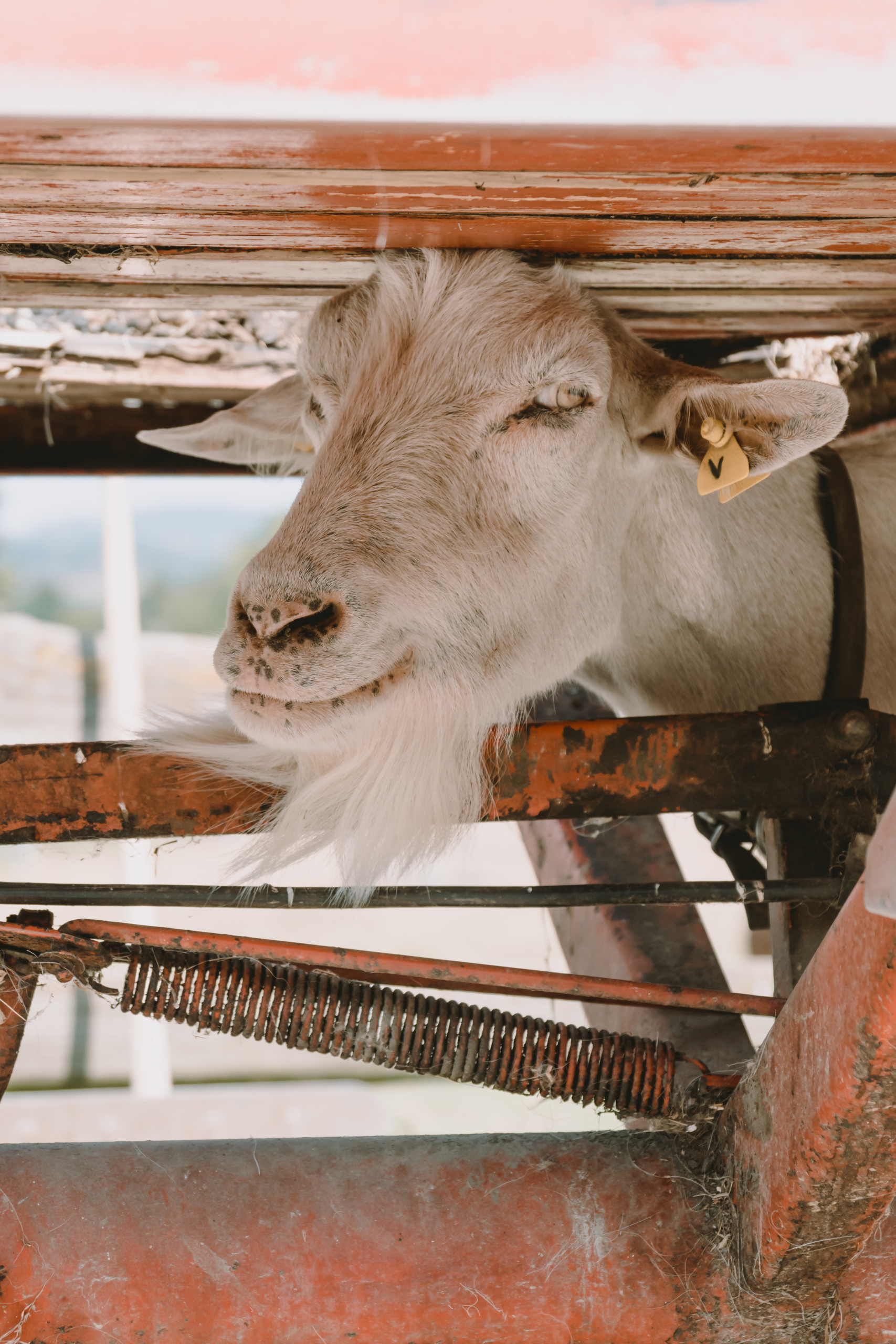 Tier | Fotografie | Shooting | Westerwald
