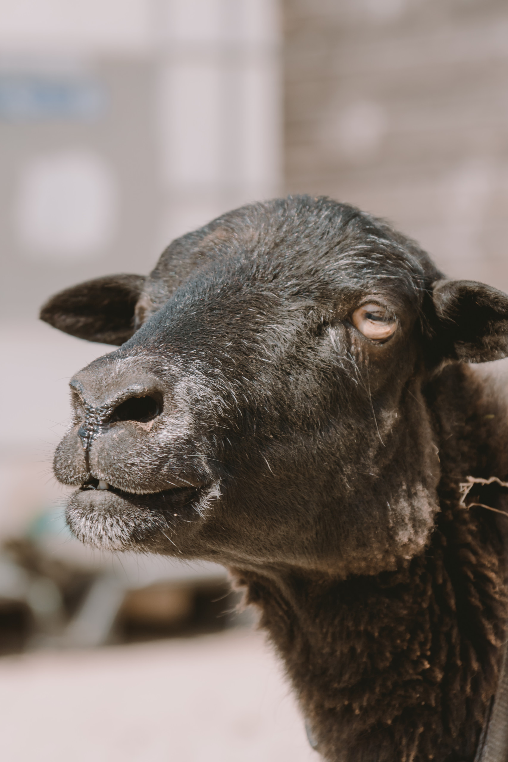 Tier | Fotografie | Shooting | Westerwald