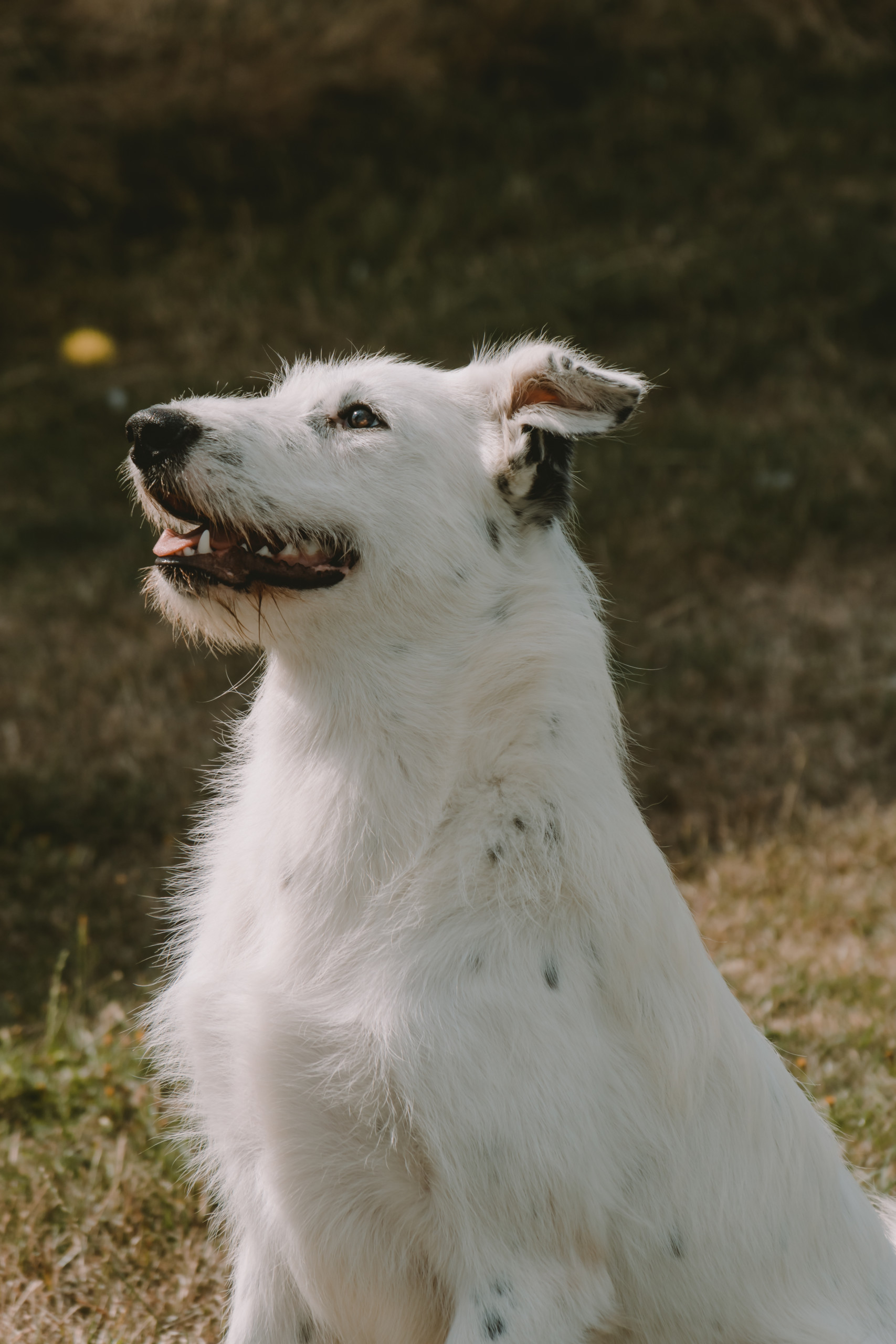 Tier | Fotografie | Shooting | Westerwald