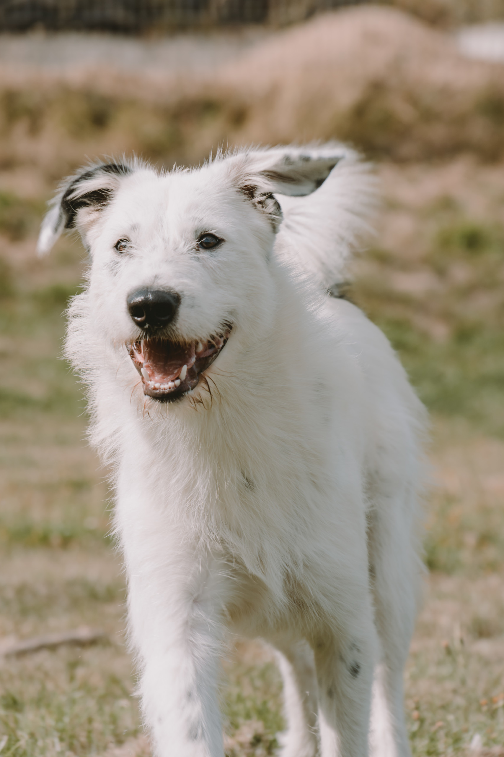 Tier | Fotografie | Shooting | Westerwald