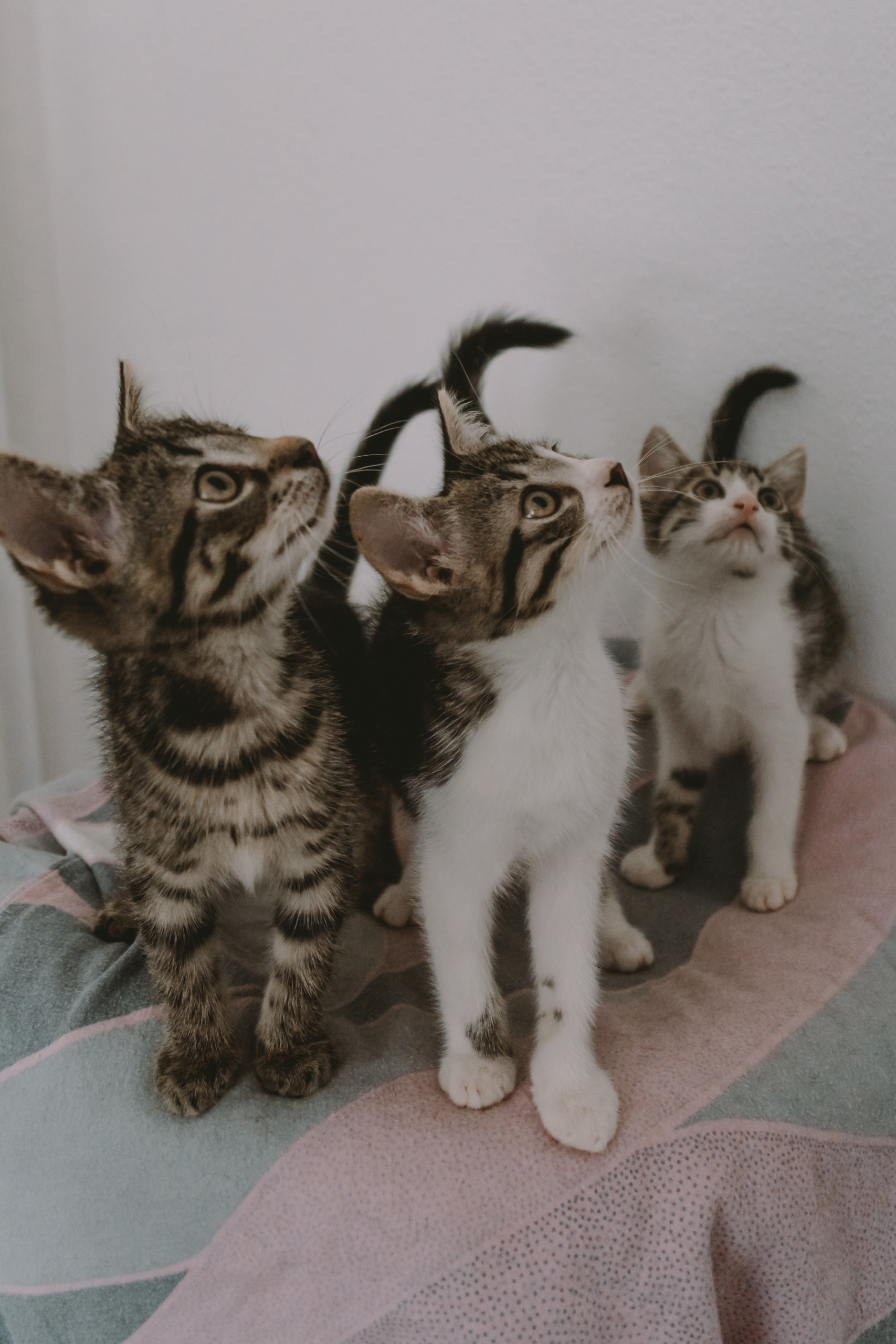 Tier | Fotografie | Shooting | Westerwald