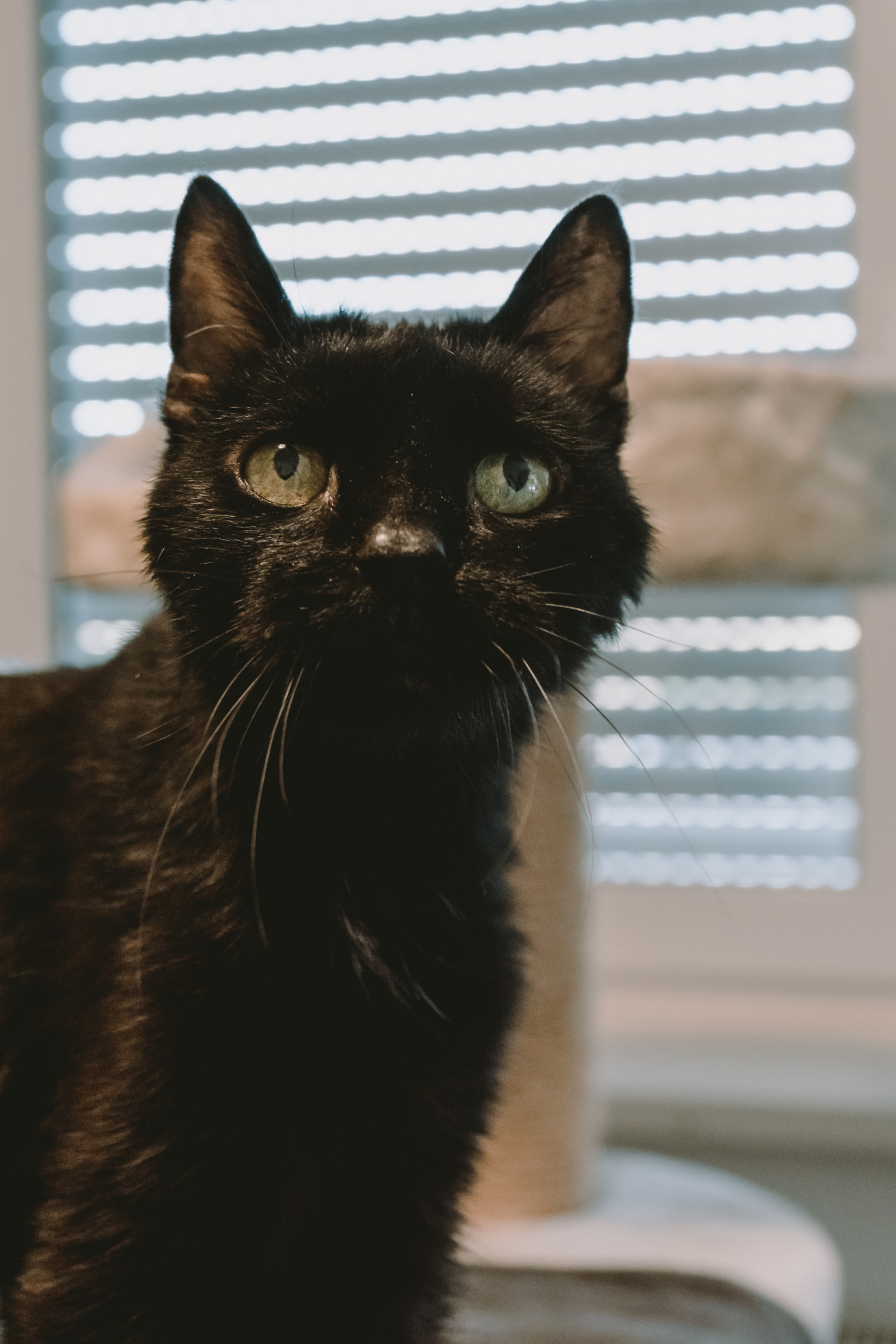 Tier | Fotografie | Shooting | Westerwald