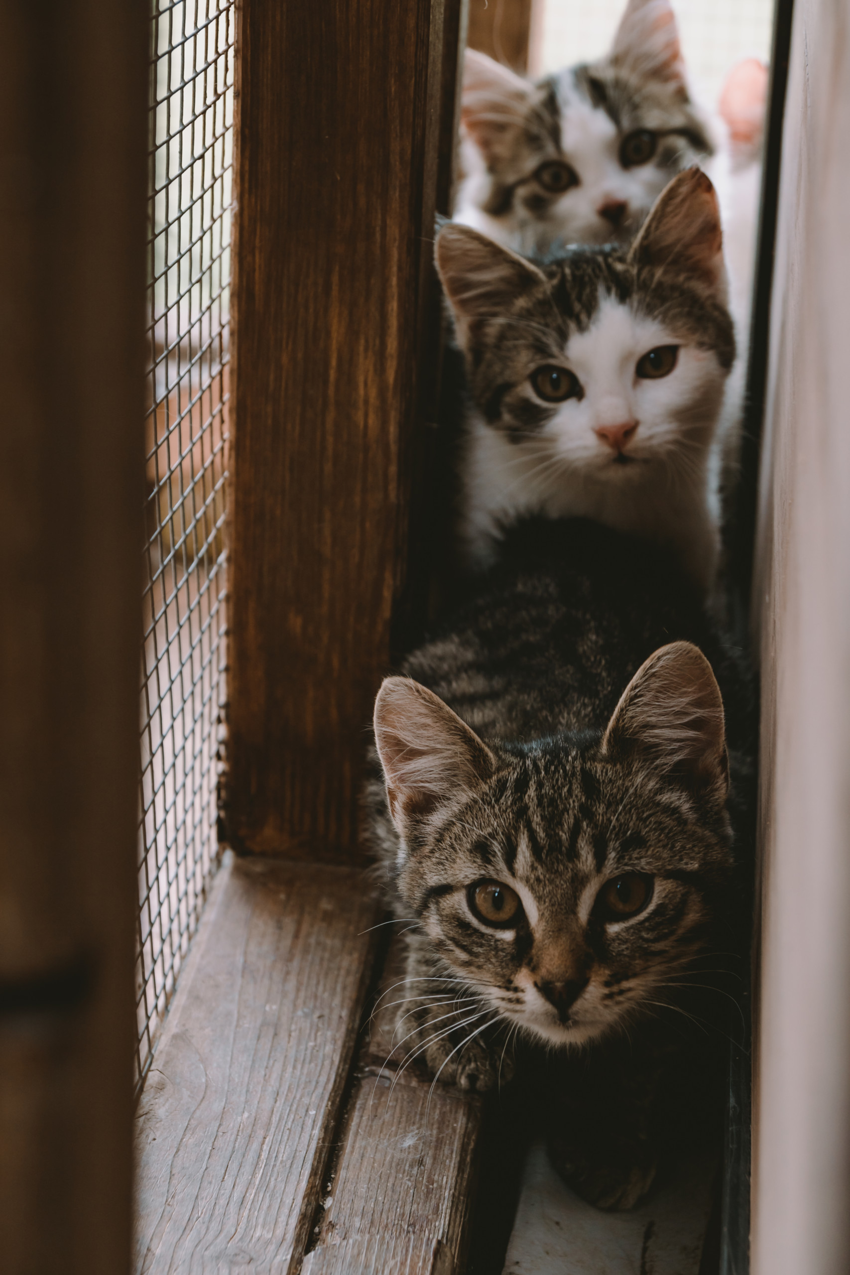 Tier | Fotografie | Shooting | Westerwald