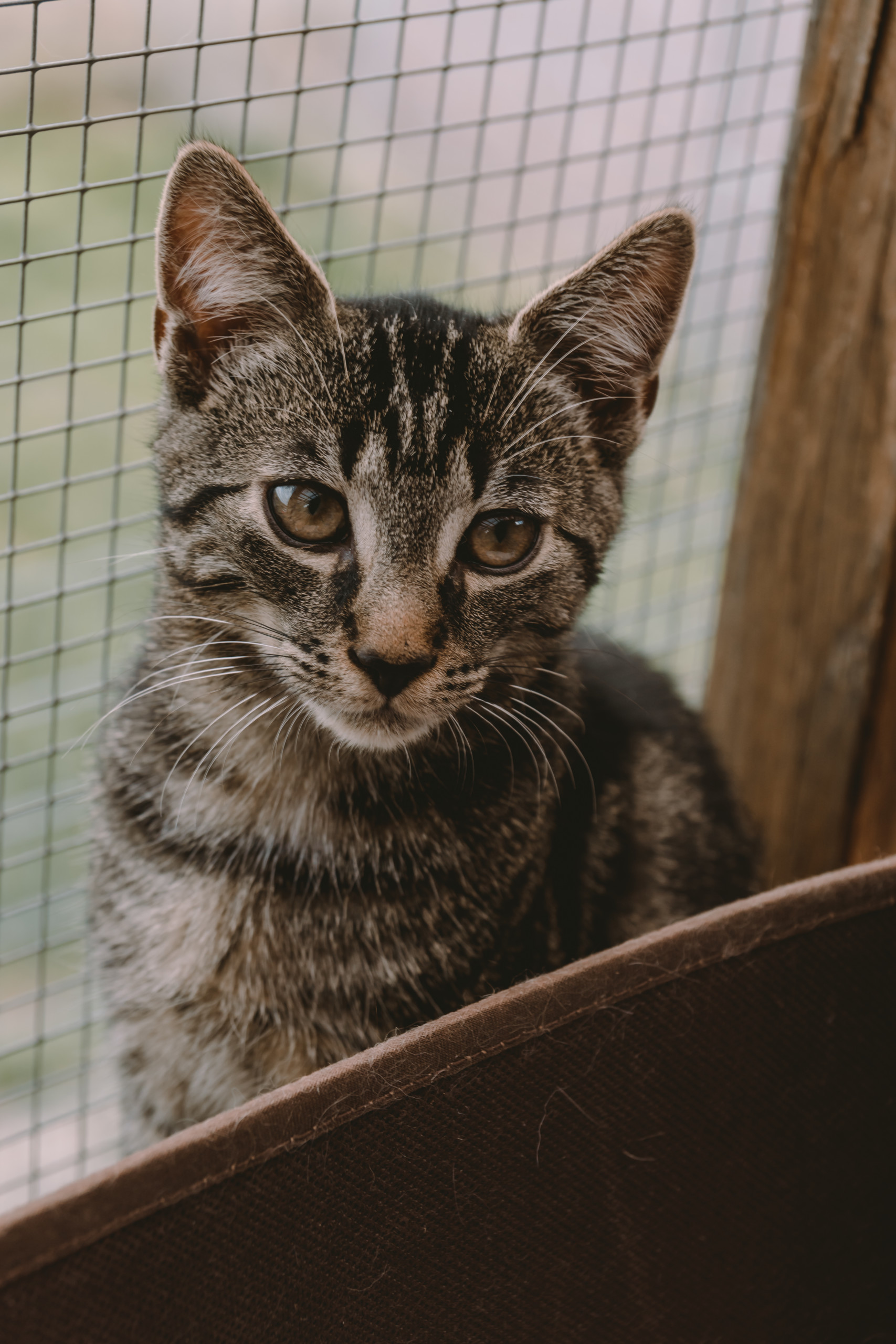 Tier | Fotografie | Shooting | Westerwald