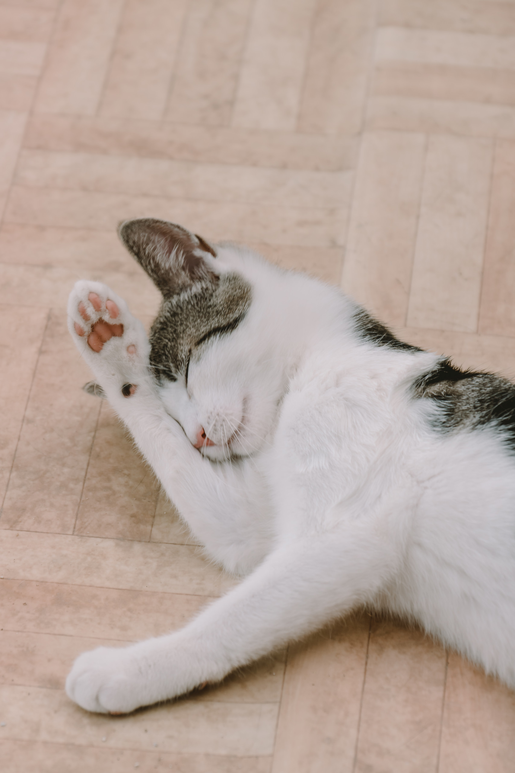 Tier | Fotografie | Shooting | Westerwald