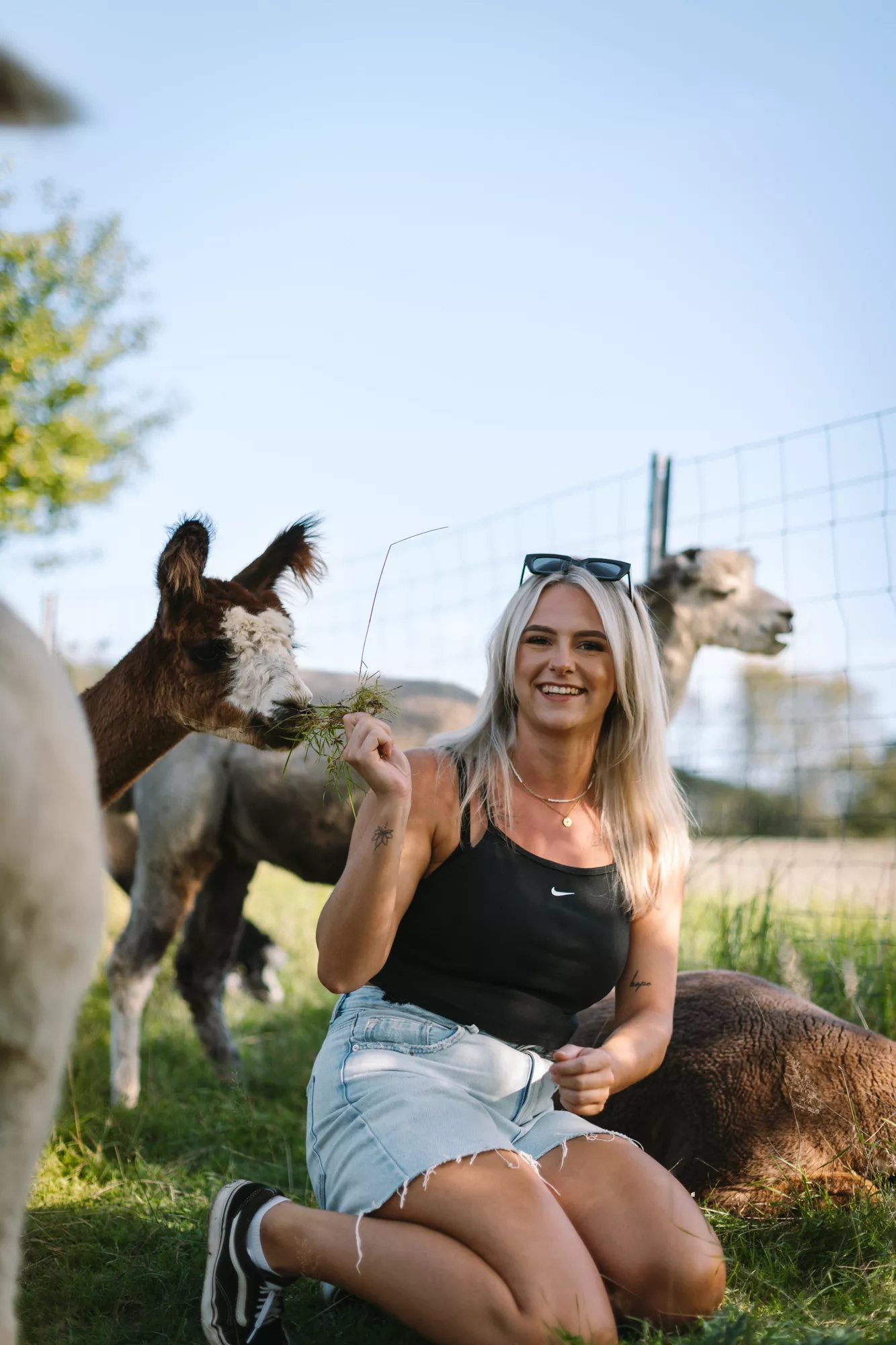 Alpaka | Fotoshooting | Fellnasen | Westerwald