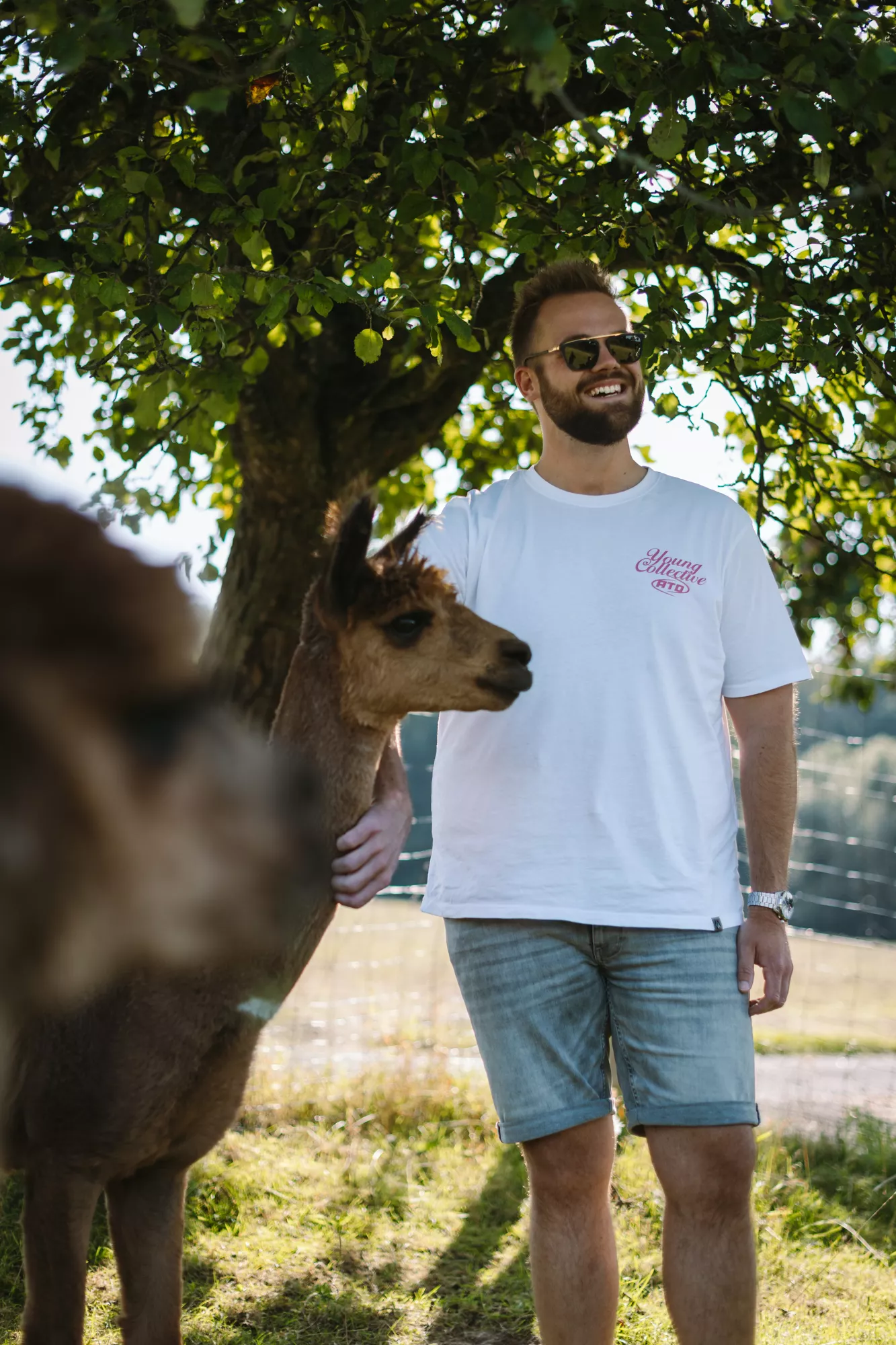 Alpaka | Fotoshooting | Fellnasen | Westerwald